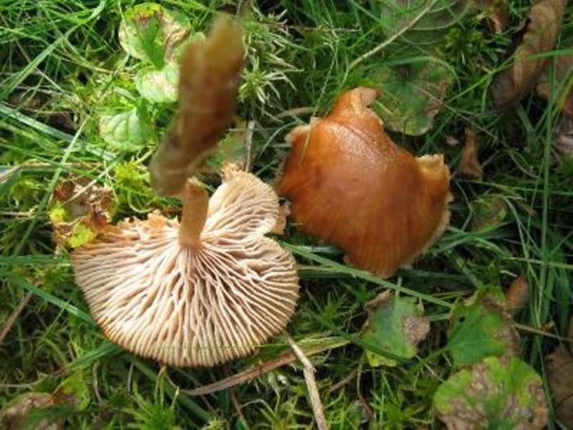 Marsh mushrooms (chased): photo and description