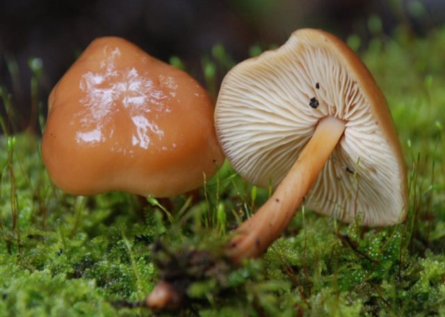 Marsh mushrooms (chased): photo and description