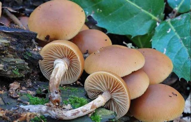 Marsh mushrooms (chased): photo and description