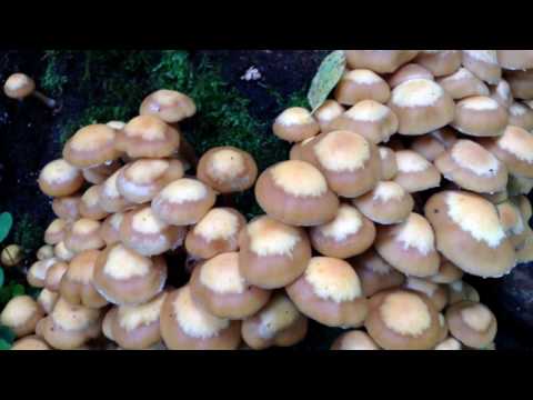 Marsh mushrooms (chased): photo and description