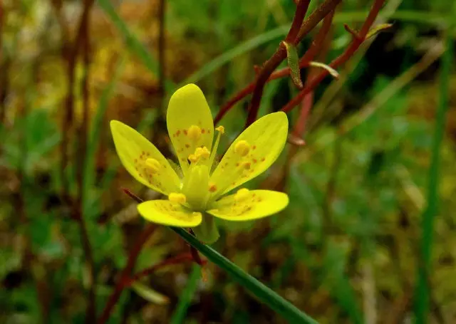 Marsh saxifrage: photo and description