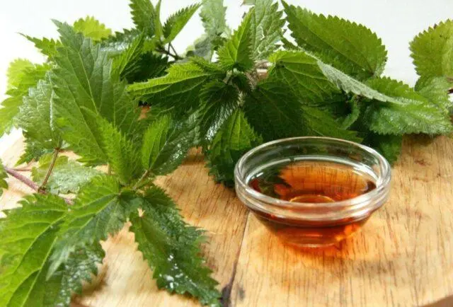 Masks, infusions, decoctions of nettle for hair: recipes, rinses, reviews