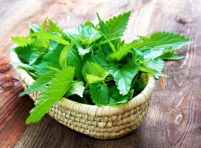 Masks, infusions, decoctions of nettle for hair: recipes, rinses, reviews