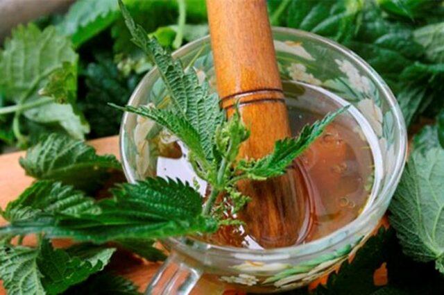 Masks, infusions, decoctions of nettle for hair: recipes, rinses, reviews