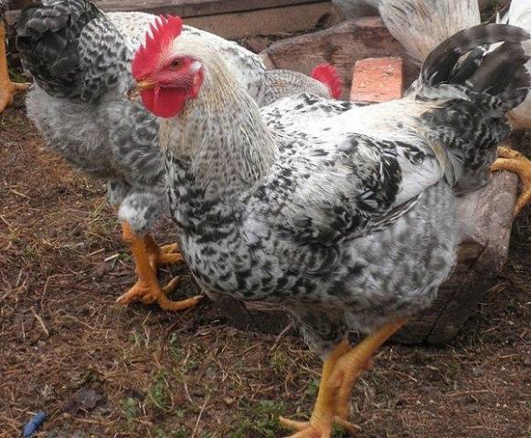 Master gray chickens: description and characteristics of the breed