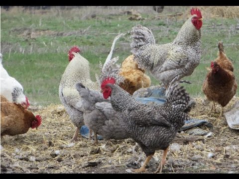 Master gray chickens: description and characteristics of the breed