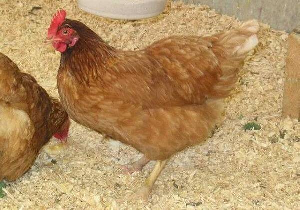 Master gray chickens: description and characteristics of the breed