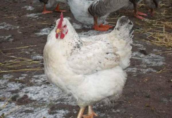 Master gray chickens: description and characteristics of the breed