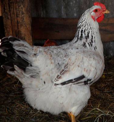 Master gray chickens: description and characteristics of the breed