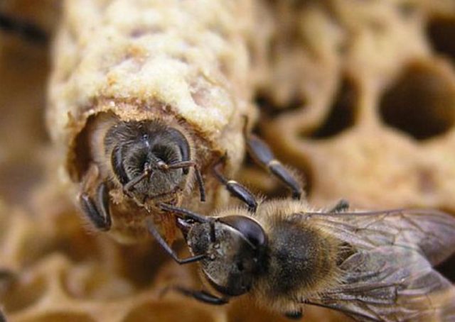 Matkovodstvo: calendar, queen hatching systems