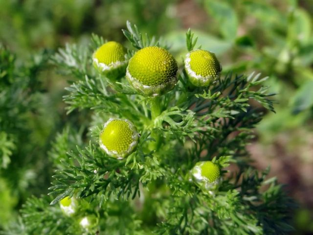 Matricaria: photo, planting in the open field and care