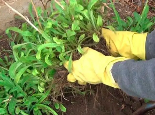 Matricaria: photo, planting in the open field and care