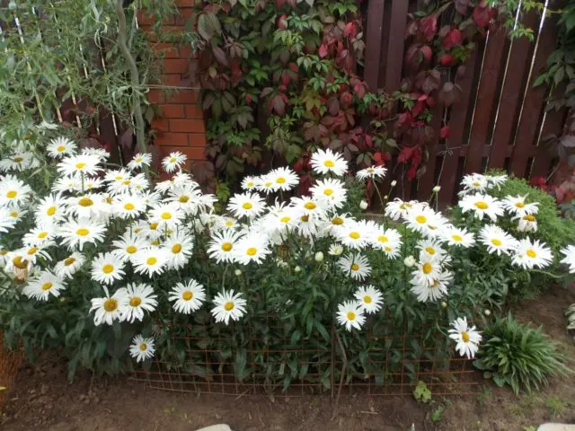 Matricaria: photo, planting in the open field and care