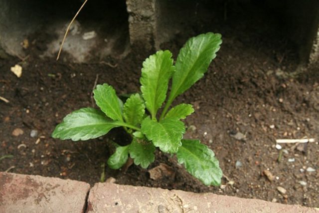 Matricaria: photo, planting in the open field and care