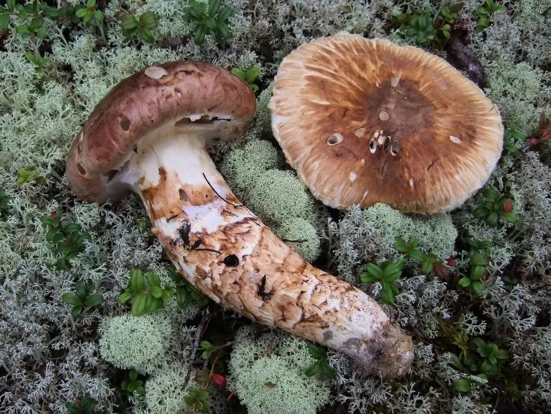 Matsutake (Tricholoma matsutake) photo and description