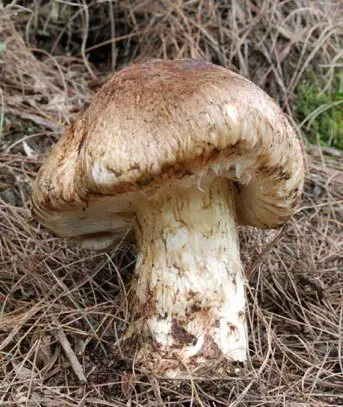 Matsutake (Tricholoma matsutake) photo and description