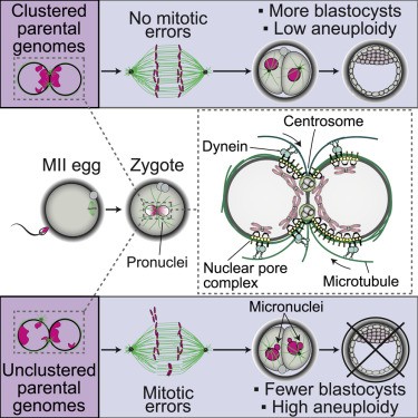 Matura 2020 in biology: it was not without mistakes?