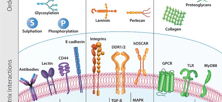 Matura 2021: biology advanced level [SHEETS AND ANSWERS]