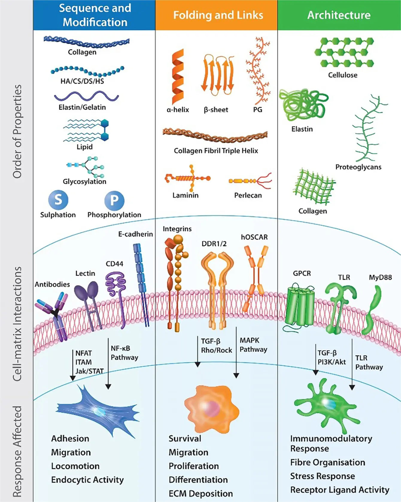 Matura 2021: biology advanced level [SHEETS AND ANSWERS]