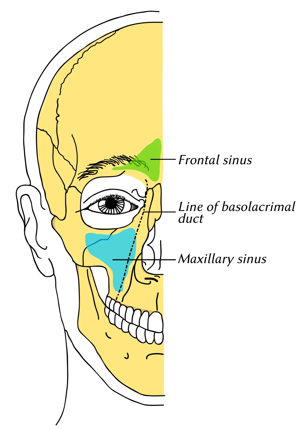 Maxillary sinuses