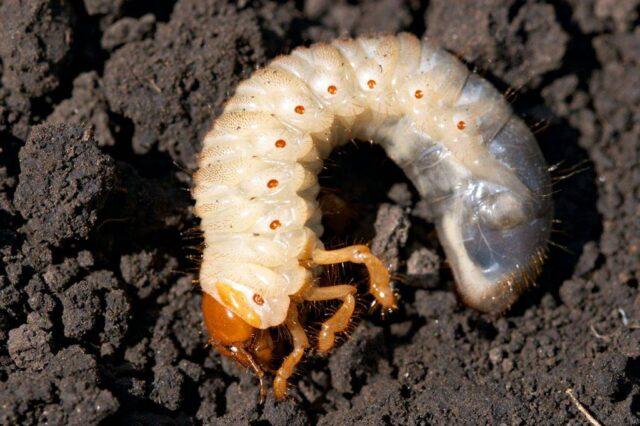 May beetle larvae eat strawberries: how to water, how to protect