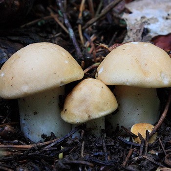 May mushroom and shriveled mushroom photo