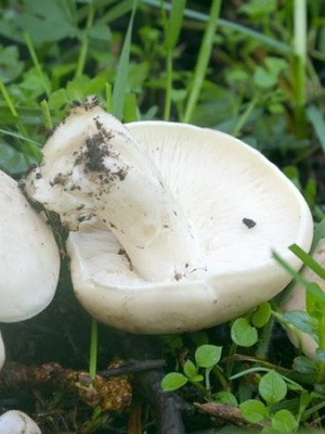 May mushroom and shriveled mushroom photo