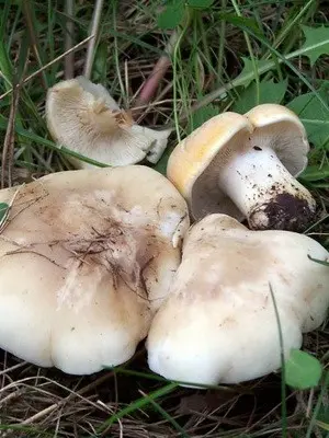 May mushroom and shriveled mushroom photo