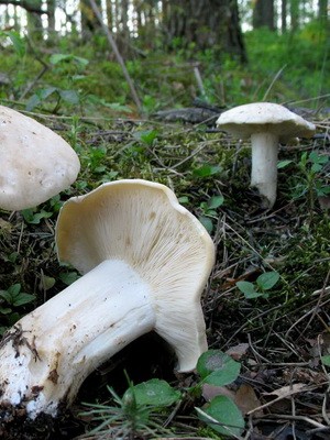 May mushroom and shriveled mushroom photo