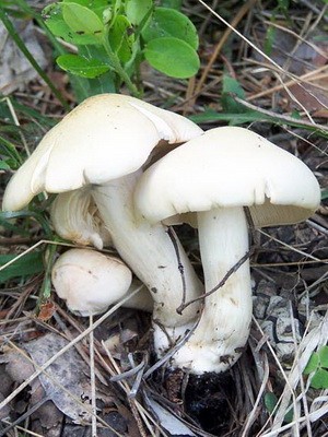 May mushroom and shriveled mushroom photo