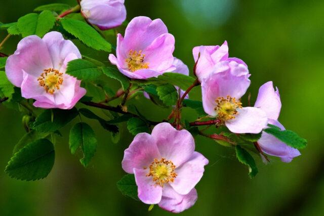 May rose (cinnamon rosehip): description of the plant, medicinal properties