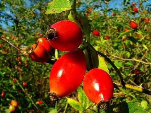 May rose (cinnamon rosehip): description of the plant, medicinal properties