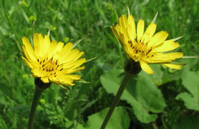 Meadow goatbeard: photo and description