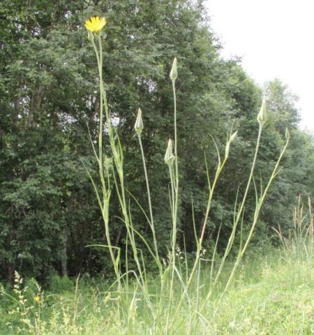 Meadow goatbeard: photo and description