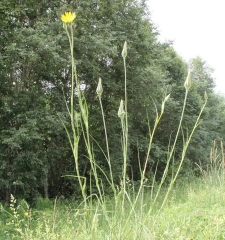 Meadow goatbeard: photo and description