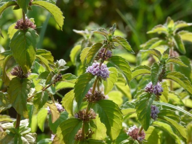 Meadow mint (field): photo, variety description, useful properties and contraindications