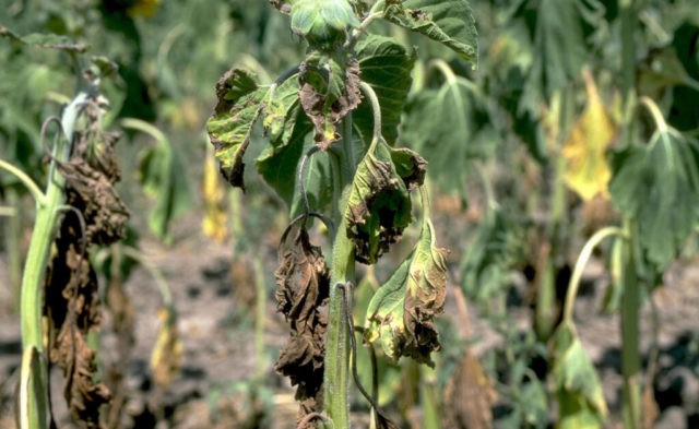 Meadow mint (field): photo, variety description, useful properties and contraindications