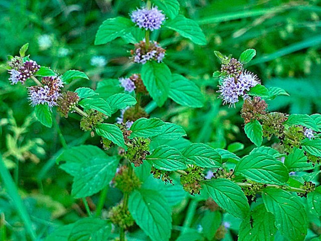 Meadow mint (field): photo, variety description, useful properties and contraindications