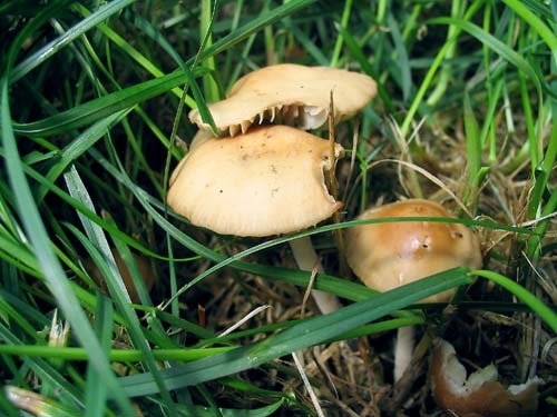 Meadow mushroom (Marasmius oreades) photo and description