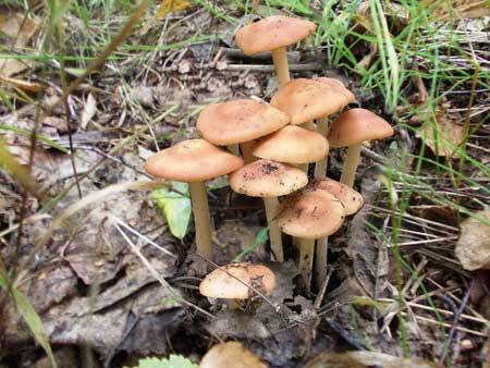 Meadow mushrooms