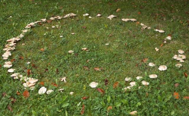 Meadow mushrooms