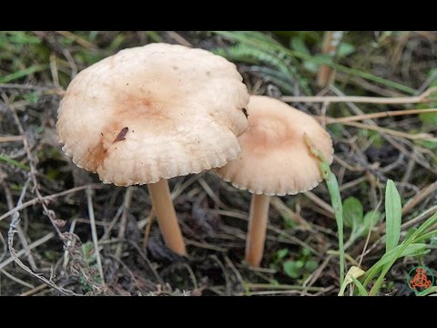 Meadow mushrooms