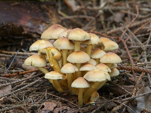 Meadow mushrooms