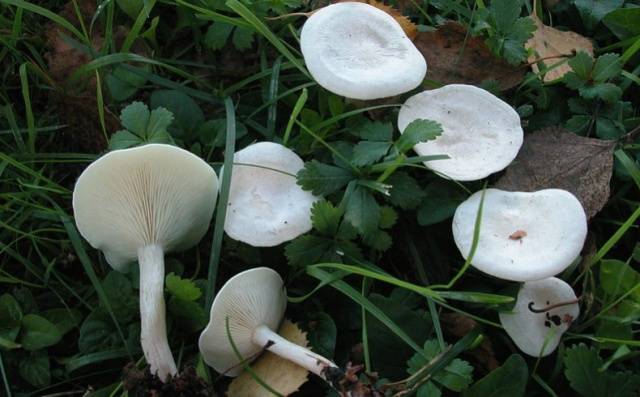 Meadow mushrooms