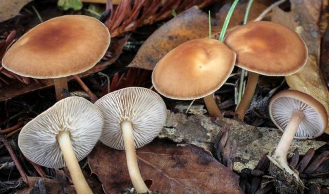 Meadow mushrooms