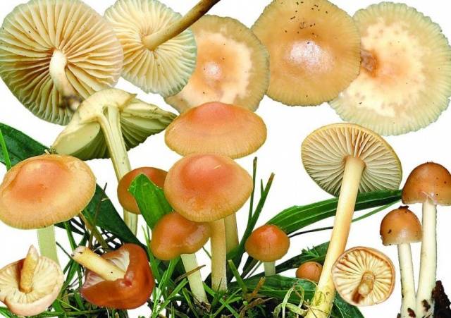 Meadow mushrooms