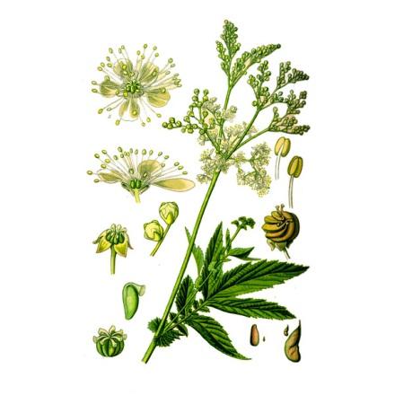 Meadowsweet (meadowsweet) elmous: photo, medicinal properties, planting and care