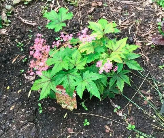 Meadowsweet (meadowsweet) elmous: photo, medicinal properties, planting and care