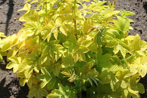 Meadowsweet (meadowsweet) elmous: photo, medicinal properties, planting and care