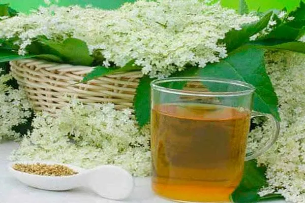 Meadowsweet (meadowsweet) elmous: photo, medicinal properties, planting and care